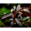 Tropica Bucephalandra sp. 'Red'