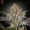 Green House Seed - Great White Shark 1 ks - Semená neobsahujú THC