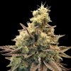 Advanced Seeds - Auto Animal Zookies 5 ks - Semená neobsahujú THC.