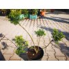 Tis obyčajný Summergold bonsaj 40-70 cm, kont. 5 l