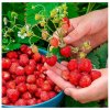 Lesné jahody - Fragaria vesca - semená - 10 ks