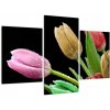 Tulipány - obraz (Obraz 90x60cm)