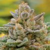 Anesia Seeds - Big Bazooka Auto 10 ks - semená neobsahujú THC