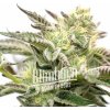 Blimburn Seeds Feminizované semená kanabisu Gorilla Sherbet 6 ks