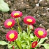 Sedmokráska Speedstar Plus Rose - Bellis perennis - semená - 40 ks