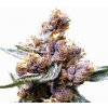 Nirvana Blueberry regular semena neobsahují THC 10 ks