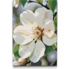Vymalujsisam.sk Maľovanie podľa čísiel - Kvet jablone Veľkosť: 20x30cm, Rám: Na kartónovej doske