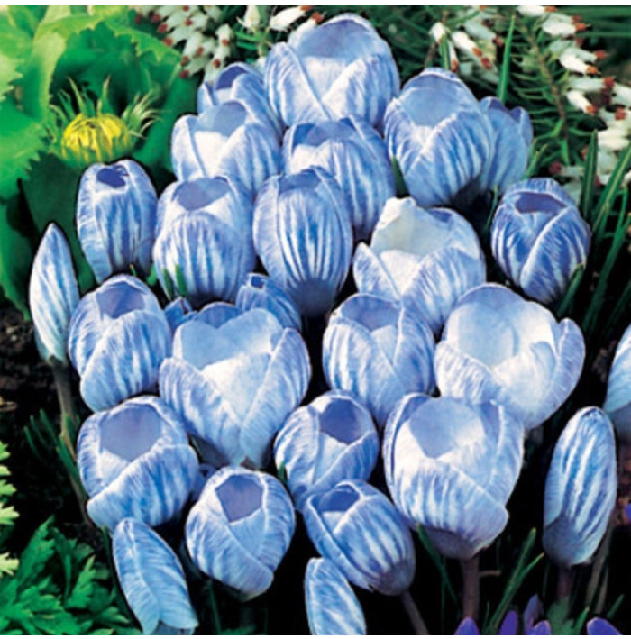 Krókus Sky Blue - Crocus vernus - cibuľoviny - 3 ks