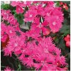 Klinček bradatý Bouquet Purple F1 - Dianthus barbatus - predaj semien - 20 ks