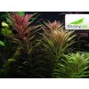 Limnophila aromatica - košík