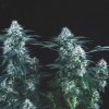 Pyramid Seeds Tutankhamon Fast semena neobsahují THC 5 ks