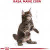 Royal Canin Maine Coon Kitten suché krmivo pro kočky Kotě 10 kg