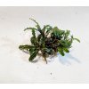 Bucephalandra Biblis