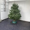 Živý vianočný stromček normandská jedľa 1.triedy zelený 225-250cm