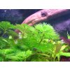 Cabomba aquatica