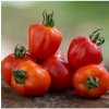 Paradajka tyčková Jahodo - Solanum lycopersicum - semená paradajok - 25 ks
