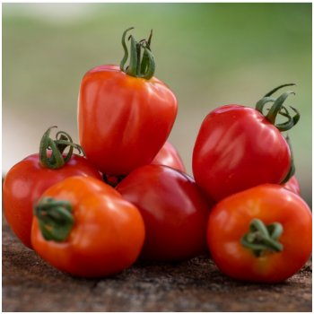 Paradajka tyčková Jahodo - Solanum lycopersicum - semená paradajok - 25 ks  od 1,79 € - Heureka.sk