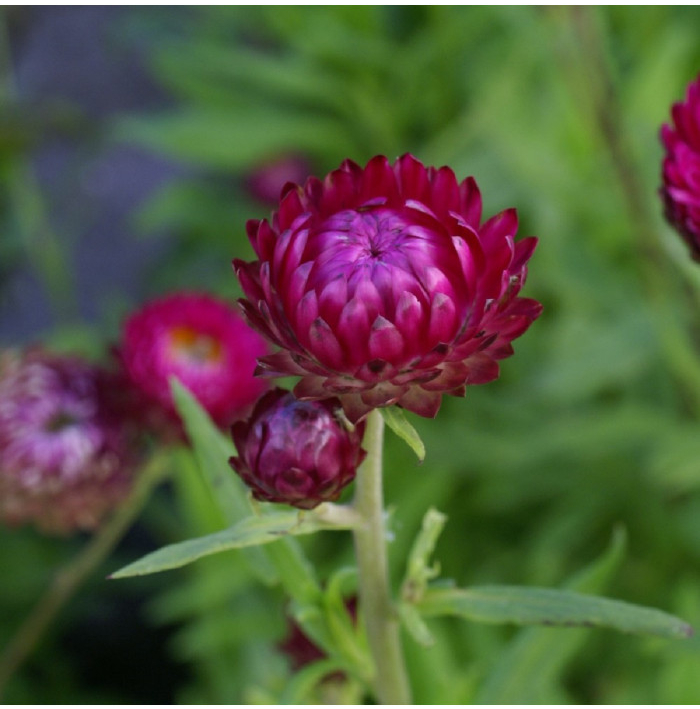 Slamienka listenatá Purple - Helichrysum bracteatum - semená slamienky - 300 ks