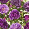 Ruža na kmienku 90 cm FloraSelf Rosa 'Minerva' kvetináč 5 l