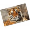 Kuchynská doska zo skla Bengálsky tiger 80x52 cm