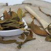Imelo biele - vňať narezaná - Viscum album - Herba visci albi 50 g