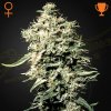 Green House Seed - White Rhino 1 ks + 1 ks ZDARMA Green-O-Matic - semena neobsahujú THC