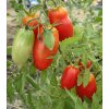 Bio paradajka San Marzano - Solanum lycopersicum - predaj bio semien - 7 ks