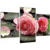 Obraz ruže (Obraz 90x60cm)