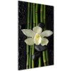 Vertikálny foto obraz fotografie na skle Orchidea a bambus 50x100 cm