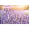 Dimex, fototapeta MS-5-1389 Horská levanduľa 375 x 250 cm
