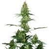 Sensi Seeds Cannabis Seeds Silver Fire® Feminized, 3-10 ks 5 ks