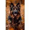 Norimpex diamantové maľovanie Nemecký ovčiak v kvetoch 30 x 40cm