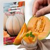 Melón veľký CHARENTAIS semená Plantico 1 g