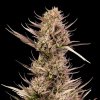 Seedsman Garlic Muffin F1 Auto semena neobsahuji THC 10 ks