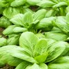 Choy Sum čínska kapusta Fuubi - Brassica parachinensis - semená kapusty - 100 ks