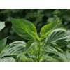 SHISO PERILLA PACHNOTKA ZELENÁ JAPONSKÁ KORENINA SEMIENKA