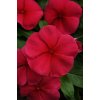 Vinca Catharanthus roseum previslá vinca Mediterranean XP Series Dark Red 1000 semien