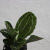 Calathea roseopicta green baby