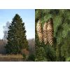 Smrek obyčajný 40-50cm, kont. p9