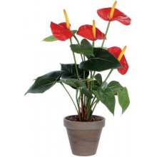 Vepabins Rastlina Anthurium Výška: 40 cm Farba: zeleno-červená