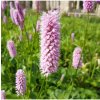 Stavikrv Hadí koreň - Bistorta officinalis - semienka - 15 ks