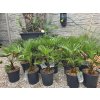Trachycarpus wagnerianus Ø25 cm vo výške 40-60 cm