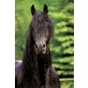Puzzle Schmidt Spiele zvieratkoá 500 dielikov Puzzle Boiselle 500 dielikov od Schmidta Spiele
