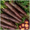 Mrkva Purple Haze F1 - Daucus carota - semená - 70 ks