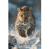 Leopard Photo Collection (Ymi Collection)(Brožovaná)