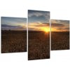 Obraz pole (Obraz 90x60cm)