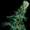 Sensi Seeds - Early Pearl regular 10 ks - Semienka neobsahujú THC