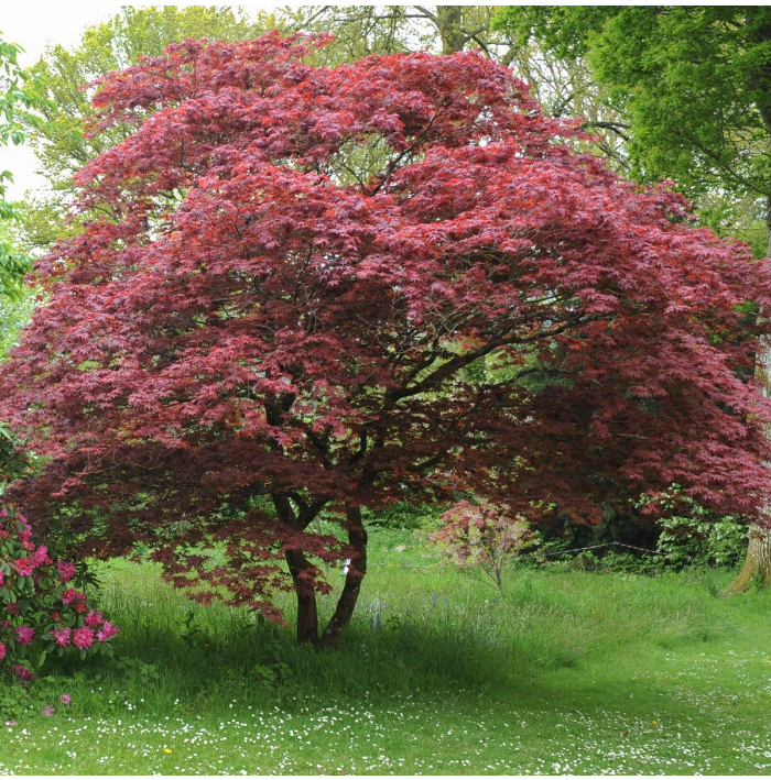 Javor japonský - Acer palmatum - semená - 5 ks