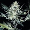 Paradise Seeds Sensi Star neobsahuje THC 10 semen