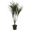 Dracena zeleno-červená, 90 cm